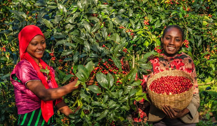 ETHIOPIA SIDAMO - фото 1