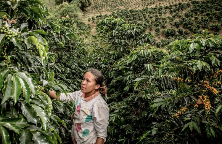 COLOMBIA HUILA - фото 1