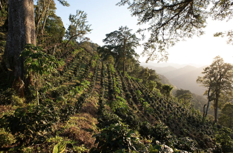 NICARAGUA MANAGUA SHG NICARAGUA MANAGUA SHG - фото 1