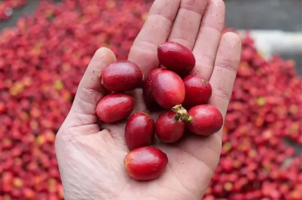 NICARAGUA MARAGOGYPE 