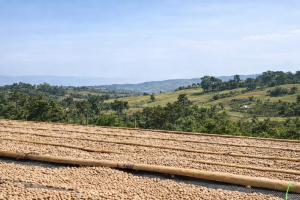 ETHIOPIA KELLEM WOLLAGA