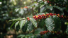 COLOMBIA GALERAS