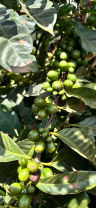 ETHIOPIA HAMBELLA