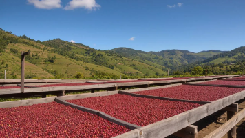 COLOMBIA LUZ HELENA SALAZAR