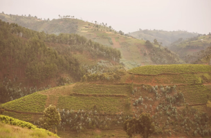RWANDA NYUNGWE
