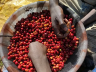 ETHIOPIA GUJI MAR COF NAT
