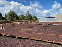 ETHIOPIA GUJI MAR COF NAT