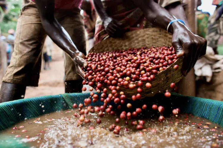 BURUNDI MUYINGA - фото 1