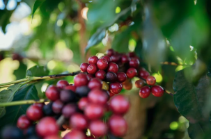BRAZIL EXPOCACER PEABERRY