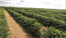 BRAZIL EXPOCACER PEABERRY