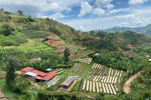 RWANDA GASHYUSHYA HILL