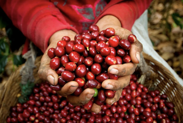 KENYA GITUTO - фото 1