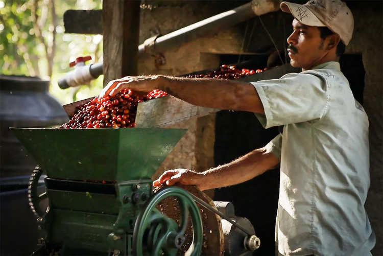 COSTA RICA TARRAZU - фото 1