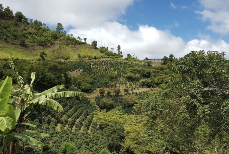 HONDURAS SAN MARKOS - фото 1