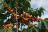 RWANDA BUTEMBO