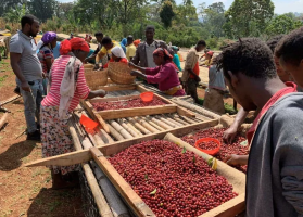 ETHIOPIA GUJI URAGA