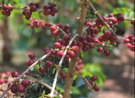 ETHIOPIA GUJI URAGA
