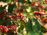 GUATEMALA MARIAS ORIENTE