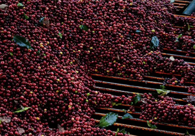 MEXICO PATLANALAN MEXICO PATLANALAN - фото 1