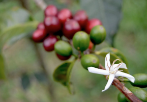 ETHIOPIA GEISHA FARM