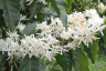 ETHIOPIA GEISHA FARM