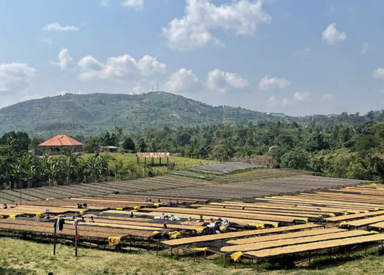 ARABICA / ROBUSTA BLEND - фото 1