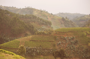 RWANDA NYUNGWE