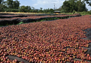 ETHIOPIA ASGORI