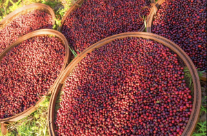 PERU GEISHA CHANCHAMAYO