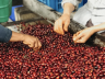 PERU GEISHA CHANCHAMAYO