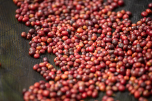 ARABICA BLEND