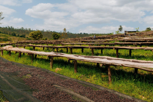 ETHIOPIA GUJI