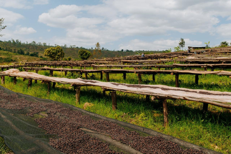 ETHIOPIA GUJI - фото 1