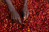 RWANDA BAHO BLEND