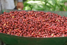 MEXICO DECAF