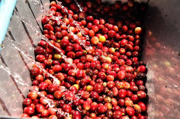 MEXICO DECAF - фото 1