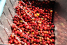 MEXICO DECAF