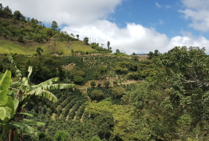 HONDURAS SAN MARKOS