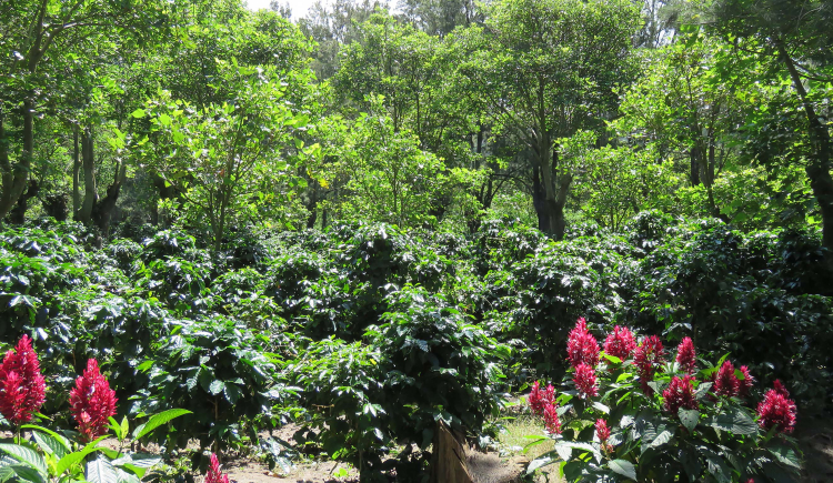 COSTA RICA IGUITO - фото 1