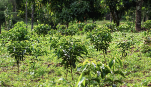 ETHIOPIA LIMU OROMIA